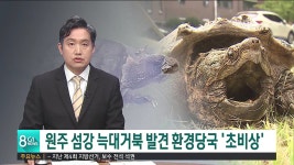 원주 섬강 늑대거북 발견 환경당국초비상
