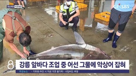 강릉 앞바다 조업 중 어선 그물에 악상어 잡혀
