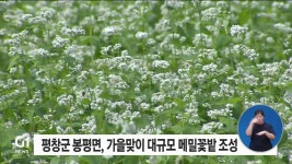 평창군 봉평면, 가을맞이 대규모 메밀꽃밭 조성