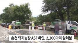 홍천 돼지농장  ASF 확인, 2,300마리 살처분