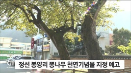 정선 봉양리 뽕나무 천연기념물 지정 예고