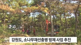 강원도, 소나무재선충병 박멸 방제사업 본격 추진