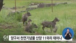 양구서 천연기념물 산양 11마리 태어나