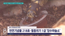 장수하늘소, 두점박이 사슴벌레 보러 오세요