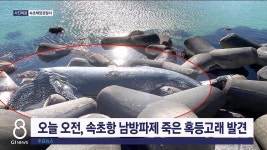 속초항 남방파제서 죽은 혹등고래 발견