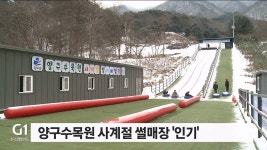 양구수목원 사계절 썰매장 인기