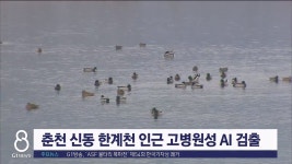 춘천 신동 한계천 인근 고병원성 AI 검출