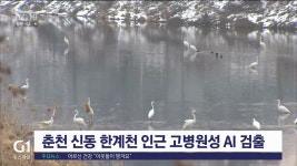 춘천 신동 한계천 인근 고병원성 AI 검출