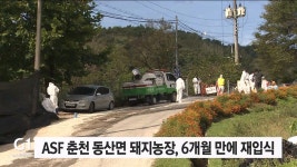 ASF발생 춘천 동산면 돼지농장, 6개월만에 재입식