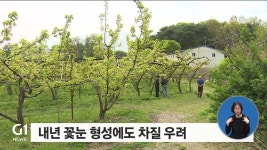 배 농사 쑥대밭..냉해 피해 속출