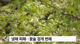 배 농사 쑥대밭..냉해 피해 속출