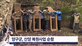 양구군 산양 복원사업 순항