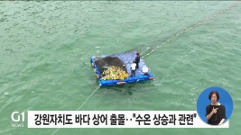 강원도 바다 상어 출몰..수온 상승과 관련