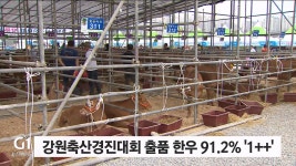 강원축산경진대회 출품 한우 91.2% 1++