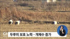 두루미 개체수 증가..서식지 위협