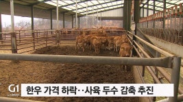 한우 가격 하락..사육 두수 감축 추진