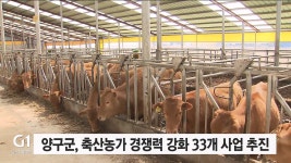 양구군, 축산농가 경쟁력 강화 33개 사업 추진