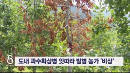 도내 과수화상병 잇따라 발병 농가 비상