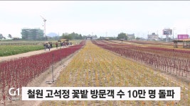 철원 고석정 꽃밭 방문객 수 10만 명 돌파