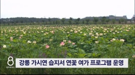 강릉 자연 속 야외 연꽃 여가 프로그램 운영