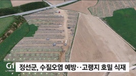 정선군, 수질오염 예방..고랭지 호밀 식재