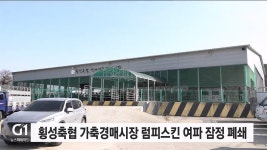 횡성축협 가축경매시장 럼피스킨 여파 잠정 폐쇄