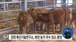 강원 축산기술연구소, 화천 농가 우수 암소 분양