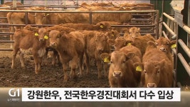 강원한우, 전국한우경진대회서 다수 입상