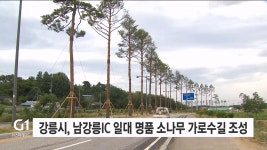 강릉시, 남강릉IC 일대 명품 소나무 가로수길 조성