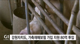 강원자치도, 가축재해보험 가입 지원 80억 투입