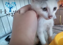 동물자유연대 고양시 동물보호센터 운영 부실
