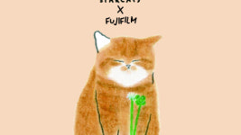 후지필름, 고양이로 감정 그려낸 별냥이제작소 작가 첫 개인전 전시