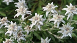 에델바이스 맥주에 얽힌 7가지 맥주 상식