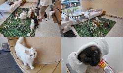 고양이 펜션의 위험한 동거...나리와 커피는 왜 적이 됐나 (TV 동물농장)