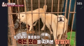 살아있어 즐겁길...7년의 트라우마 깬 유기견 찹쌀이의 첫 산책