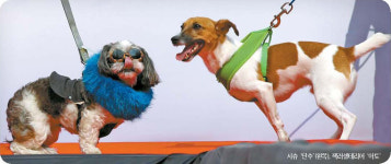 멋 뽐내는 견공들