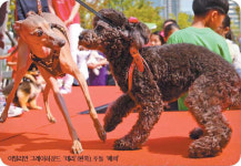 멋 뽐내는 견공들