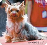 멋 뽐내는 견공들