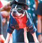 멋 뽐내는 견공들