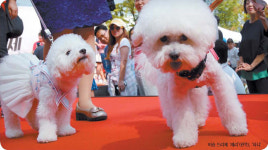 멋 뽐내는 견공들