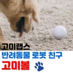 냥이대장김집사 | [스타트업 포커스⑨] 집사, 새 친구 소개한다냥~