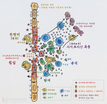 [IBS 통신]코로나바이러스, 결국은 면역이다