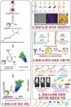 세균만 골라 죽이는 나노로봇, 항생제 내성 끄떡없어