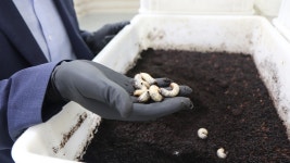 굼벵이, 00에 좋다 카더라? 과학으로 증명한다