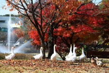 [대덕, 대덕人 ⑯] 대덕연구단지의 아름다운 가을