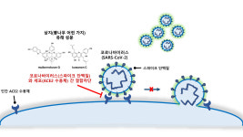 한의학연, 뽕나무로 코로나 감염 억제한다