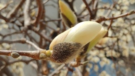 [화보] 봄...봄...봄, 과학동네 곳곳에 봄이 왔어요