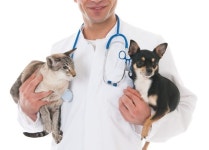 수의사가 직접 개발한 프리미엄 펫푸드 웰츠 신제품 출시