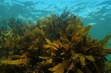 Seaweed Eyed as Next Energy Source