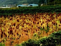 [동네방네 탐방기]국내 최초 스토어팜 짱구오빠…피망직거래, 꿈을 향해 뚜벅뚜벅 걷는다